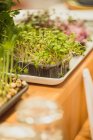 Микрозелень, растущая в контейнерах — стоковое фото