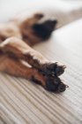 Las patas del cachorro dormido - foto de stock