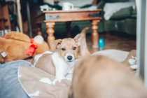 Cucciolo sdraiato sulla coperta — Foto stock