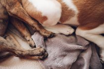 Paws of two sleeping puppies — Stock Photo