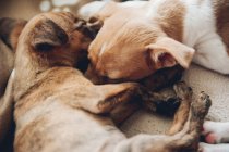 Cute puppies sleeping together — Stock Photo