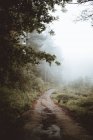 Camino recto en el bosque hermoso mixto - foto de stock