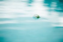 Flor blanca sobre agua azul - foto de stock