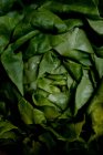 Свіжий зелений салат голова — стокове фото
