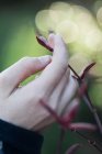 Human hand touching leafless branch — Stock Photo