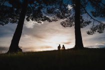 Силуэт пары целующейся на драматическом закате рядом с деревом — стоковое фото
