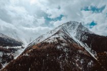 Bosque siempreverde y montañas cubiertas de nieve - foto de stock