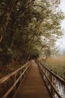Мощеная дорожка в зеленом лесу — стоковое фото