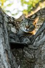 Gato despojado deitado na árvore na natureza — Fotografia de Stock