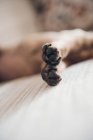 Лапи лежачого коричневого цуценя — стокове фото