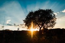 Силуэт пары, идущей на живописный закат рядом с деревом — стоковое фото