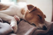 Милый щенок спит на одеяле — стоковое фото