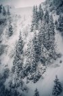 Schneebedeckte Kiefern Schneelandschaft. — Stockfoto