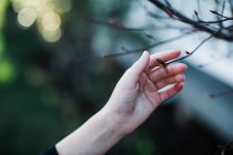 Human hand touching leafless branch — Stock Photo