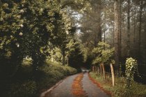 Camino recto en el bosque hermoso mixto - foto de stock