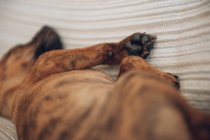 Cachorrinho marrom bonito dormindo no sofá — Fotografia de Stock