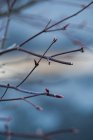 Безлистяні гілки з весняними бруньками — стокове фото