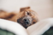 Морда щенка спит на диване — стоковое фото