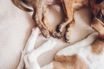 Paws of sleeping puppies — Stock Photo