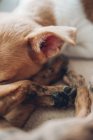 Bozal y patas de cachorros dormidos - foto de stock