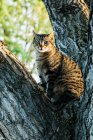 Gestreifte Katze sitzt auf Baum und blickt in Kamera — Stockfoto