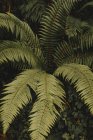 Сверху снимок красивого зеленого куста папоротника с пышной листвы, растущей в лесу Бизкая — стоковое фото