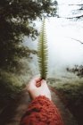 Рука в красном свитере с тонким зеленым листком папоротника на фоне пустой дороги в туманном лесу — стоковое фото