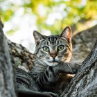 Смугастий кіт лежить на дереві і дивиться на камеру — стокове фото