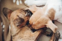 Cute little puppies sleeping together — Stock Photo