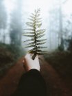 Crop hand holding fern leaf — Stock Photo