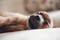 Bozal de lindo cachorro dormido - foto de stock