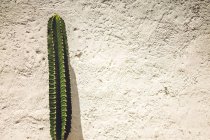 Зеленый мексиканский кактус растет против гипсовой стены — стоковое фото