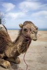 Cammello sdraiato sulla spiaggia, Tanger, Marocco — Foto stock