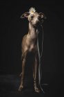 Маленька італійська собака з грейхаунд, прикрашена квіткою та стрічкою, що стоїть на чорному тлі — стокове фото