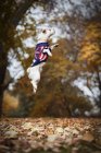 Cão branco na jaqueta com impressão de bandeira pulando no parque de outono — Fotografia de Stock