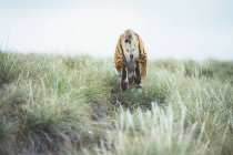 Тигр бегает по зеленой траве в природе — стоковое фото