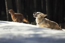 Curiosa razza golden retriever cucciolo in esecuzione nel parco — Foto stock