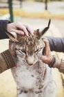 Gros plan des mains masculines caressant le lynx — Photo de stock
