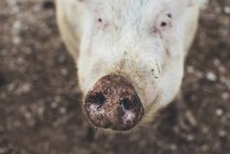 Close-up de porco sujo focinho olhando para a câmera — Fotografia de Stock
