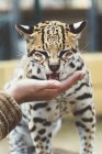 Close-up da mão humana acariciando leopardo no zoológico — Fotografia de Stock