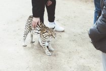Nahaufnahme von Mann, der Luchs im Zoo streichelt — Stockfoto