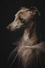 Італійська хорт собака з вуаллю на чорному фоні — стокове фото
