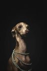 Pequeño perro galgo italiano con collar de cuentas sobre fondo negro - foto de stock