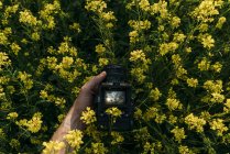 Close-up of human arm taking picture of yellow flowers in nature — Stock Photo