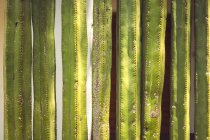 Close-up de alto cacto verde formando parede — Fotografia de Stock