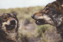 Two wolves roaring on each other in nature — Stock Photo