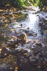 Hojas amarillas flotando en el agua de un pequeño arroyo en la increíble selva mexicana - foto de stock