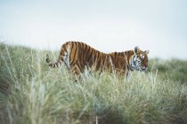 Tiger steht im grünen Gras in der Natur — Stockfoto