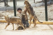 Man struggling with wolves in cage in zoo — Stock Photo