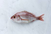 Raw red sea bream fish on white marble — Stock Photo